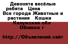 Девонята весёлые ребята › Цена ­ 25 000 - Все города Животные и растения » Кошки   . Калужская обл.,Обнинск г.